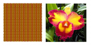 Cattleya Orchid