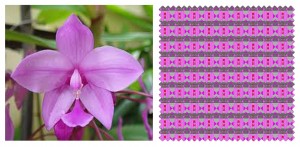 ลายดอกเอื้องใบหมากสีม่วง